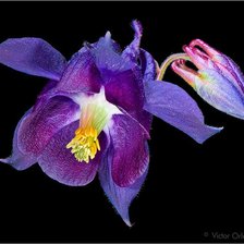 Cross stitch pattern: #243933