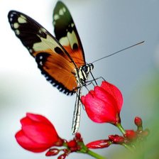 Cross stitch pattern: #243945