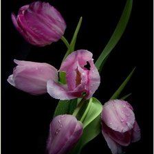 Cross stitch pattern: #243970