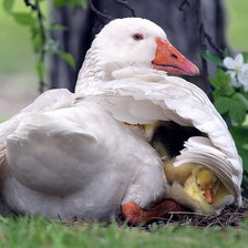 Cross stitch pattern: #244692