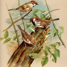 Cross stitch pattern: #244709