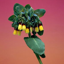 Cross stitch pattern: #244730