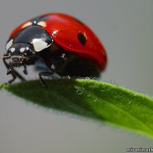 Cross stitch pattern: #244731