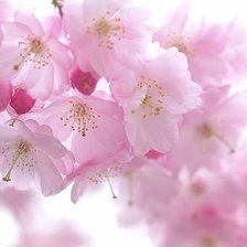 Cross stitch pattern: #244957