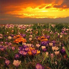 Cross stitch pattern: #244998