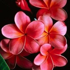 Cross stitch pattern: #245119