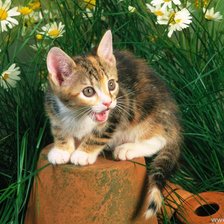 Cross stitch pattern: #246547