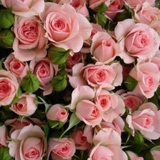 Cross stitch pattern: #246624