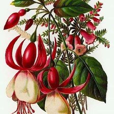 Cross stitch pattern: #251362