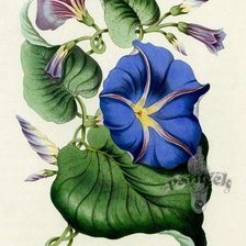 Cross stitch pattern: #252184