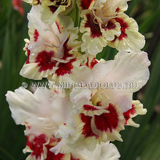 Cross stitch pattern: #253130