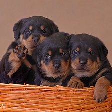 Cross stitch pattern: #253367