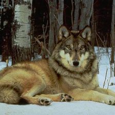 Cross stitch pattern: #254491