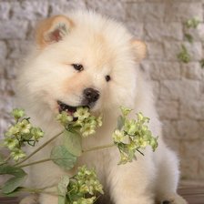 Cross stitch pattern: #254529