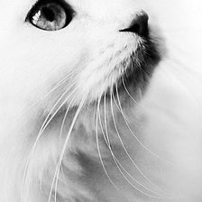 Cross stitch pattern: #255973