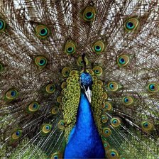 Cross stitch pattern: #255977