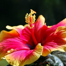 Cross stitch pattern: #257610