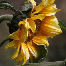 Cross stitch pattern: #257614