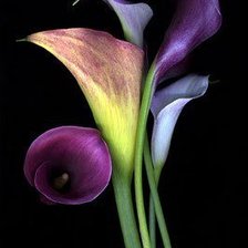 Cross stitch pattern: #257623