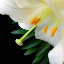 Cross stitch pattern: #258234