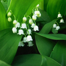 Cross stitch pattern: #258270