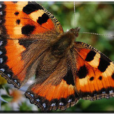 Cross stitch pattern: #258529