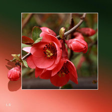 Cross stitch pattern: #260145