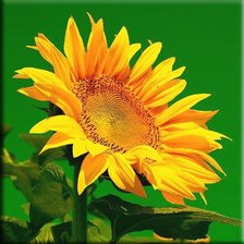 Cross stitch pattern: #260173