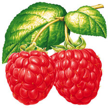 Cross stitch pattern: #262712