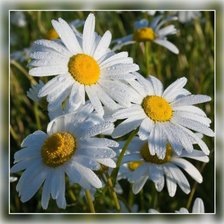 Cross stitch pattern: #262956