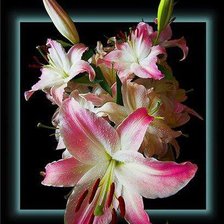 Cross stitch pattern: #262973