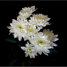 Cross stitch pattern: #263458