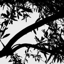 Cross stitch pattern: #266633