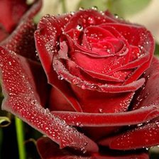 Cross stitch pattern: #267985