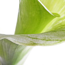 Cross stitch pattern: #268359