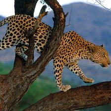 Cross stitch pattern: #268405