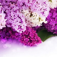 Cross stitch pattern: #269088