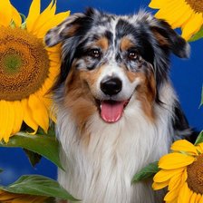 Cross stitch pattern: #269118