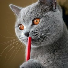 Cross stitch pattern: #269137