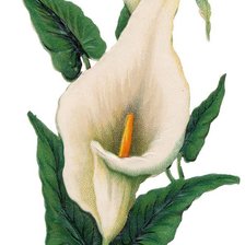 Cross stitch pattern: #269148