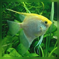 Cross stitch pattern: #269178