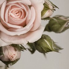 Cross stitch pattern: #271847