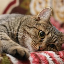 Cross stitch pattern: #272383