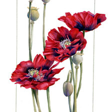 Cross stitch pattern: #275214