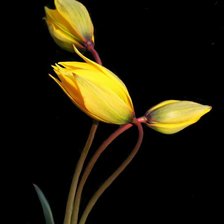 Cross stitch pattern: #278792