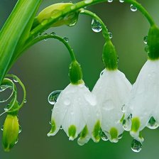 Cross stitch pattern: #279205