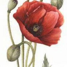 Cross stitch pattern: #281296