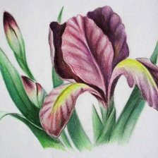 Cross stitch pattern: #282597