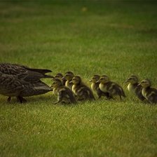 Cross stitch pattern: #283824