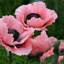 Cross stitch pattern: #284621